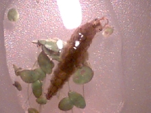 Diving beetle larvae? (another view)