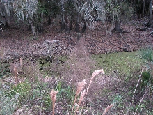 Greater siren habitat