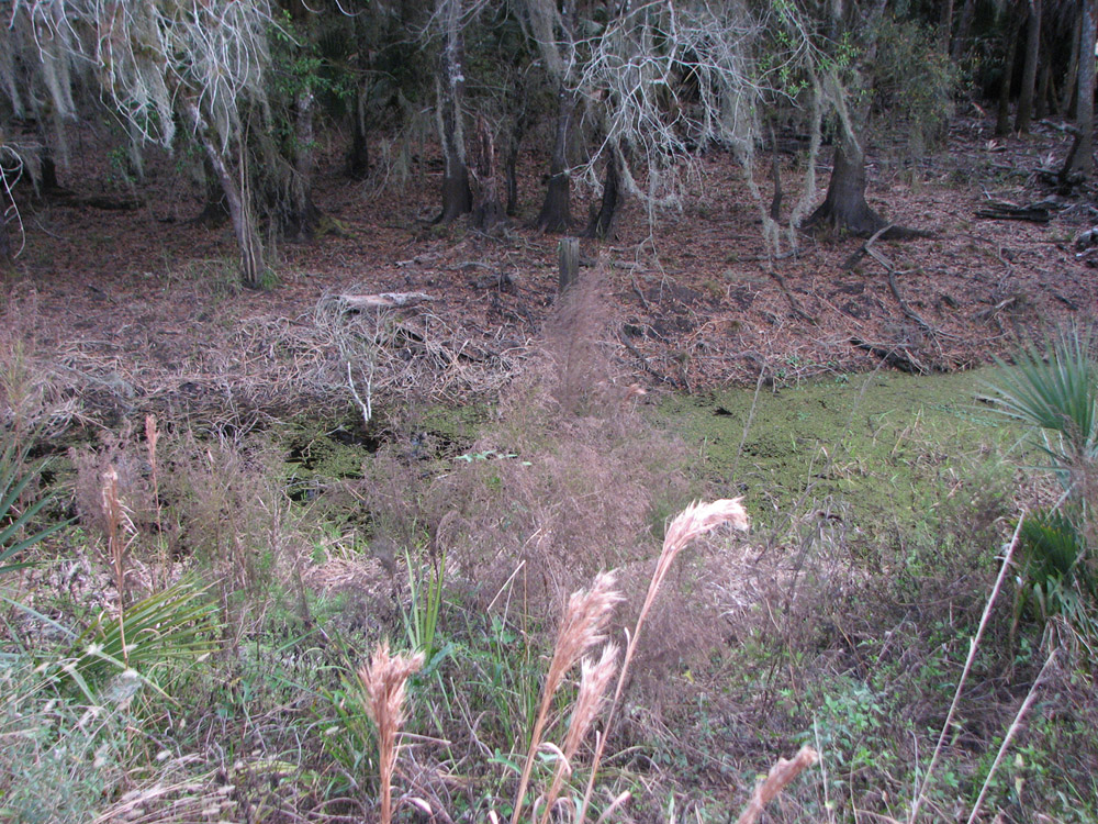 Greater siren habitat