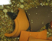Greater siren (Siren lacertina)