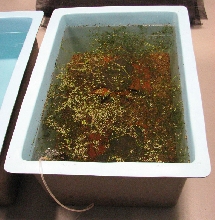 Greater siren tank (1)