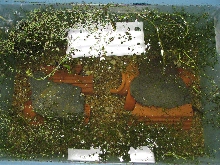 Greater siren tank (2)