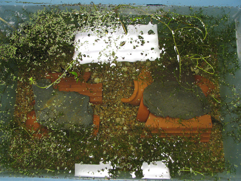 Greater siren tank (2)