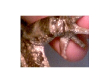 Bufo variegatus nuptial pad