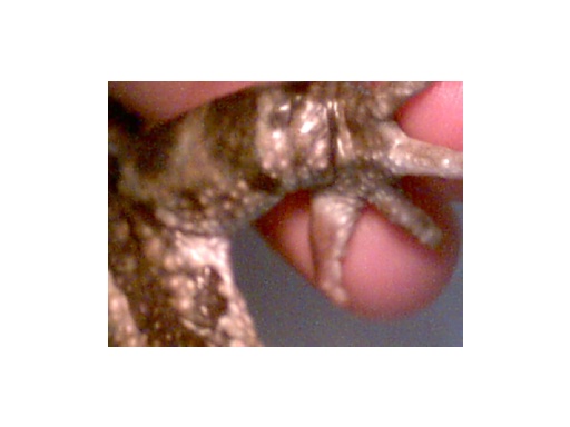Bufo variegatus nuptial pad