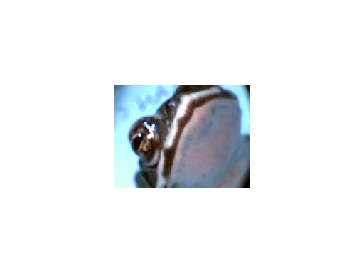 Bufo variegatus throat
