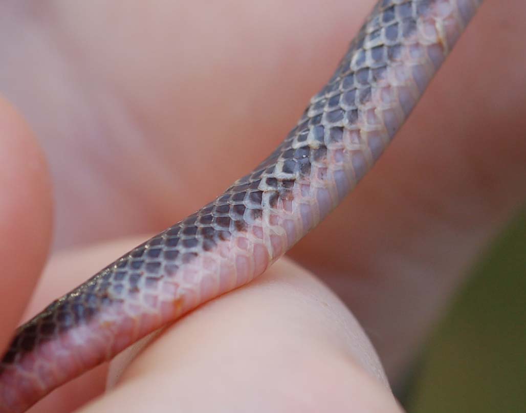 Wild worm snake: scale rot?