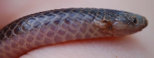 Wild worm snake: cat injury