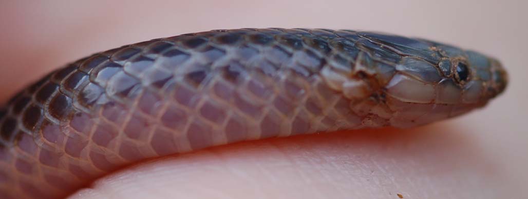 Wild worm snake: cat injury