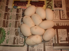 Ball Python Eggs