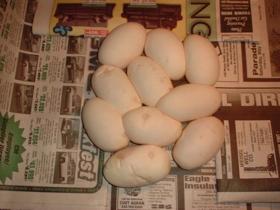 Ball Python Eggs