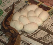 Ball Python Eggs 2