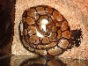 5/18/05 Ball Python eggs