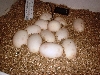 5/18/05 Ball Python eggs 12