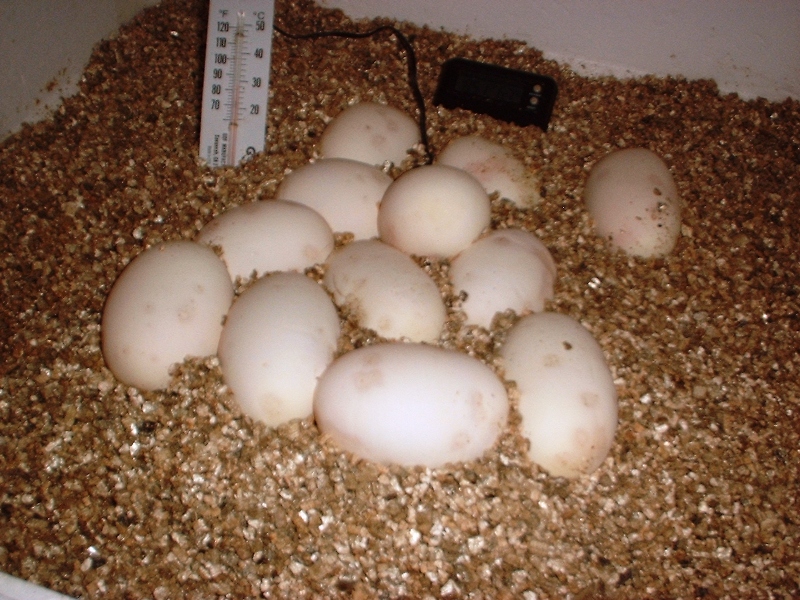 5/18/05 Ball Python eggs 12