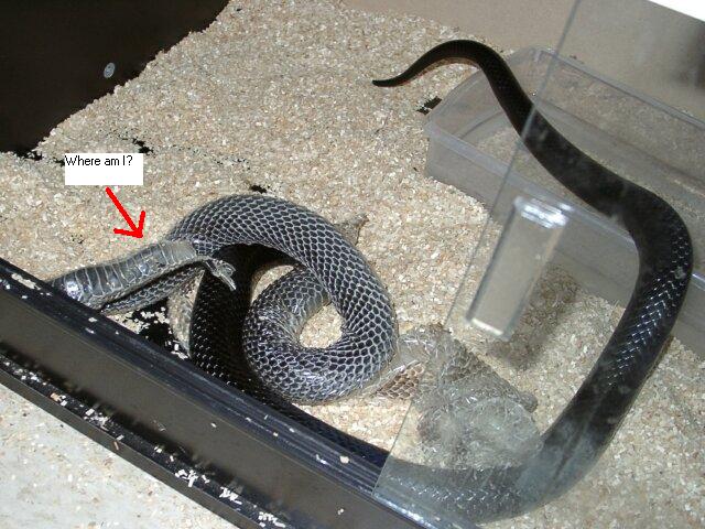 male black milk inside shed of female! cute!