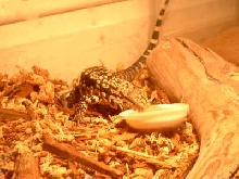 tegu
