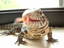 tegu