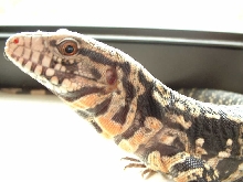 b/w tegu