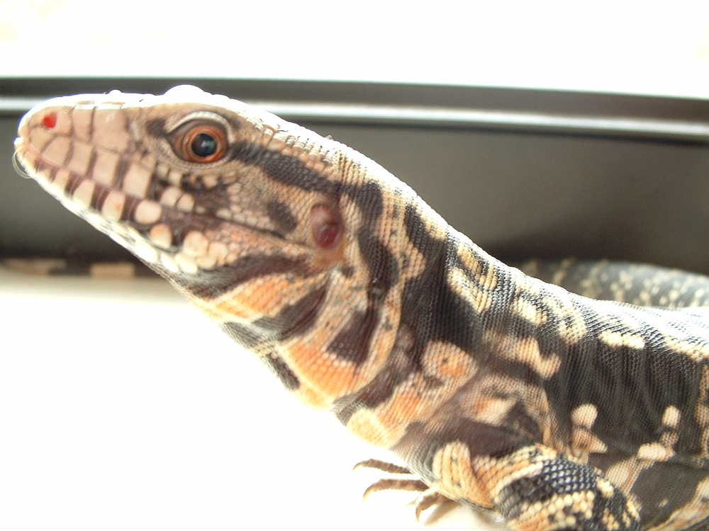 b/w tegu