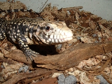 arg b/w tegu