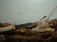 tegu