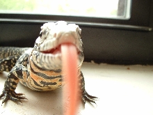 arg b/w tegu