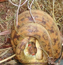 yellow cooks boa
