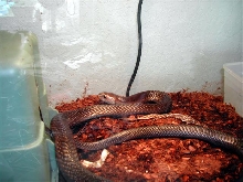 male java island spitter