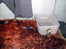 male java island spitter