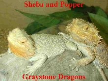 Graystone Dragon's