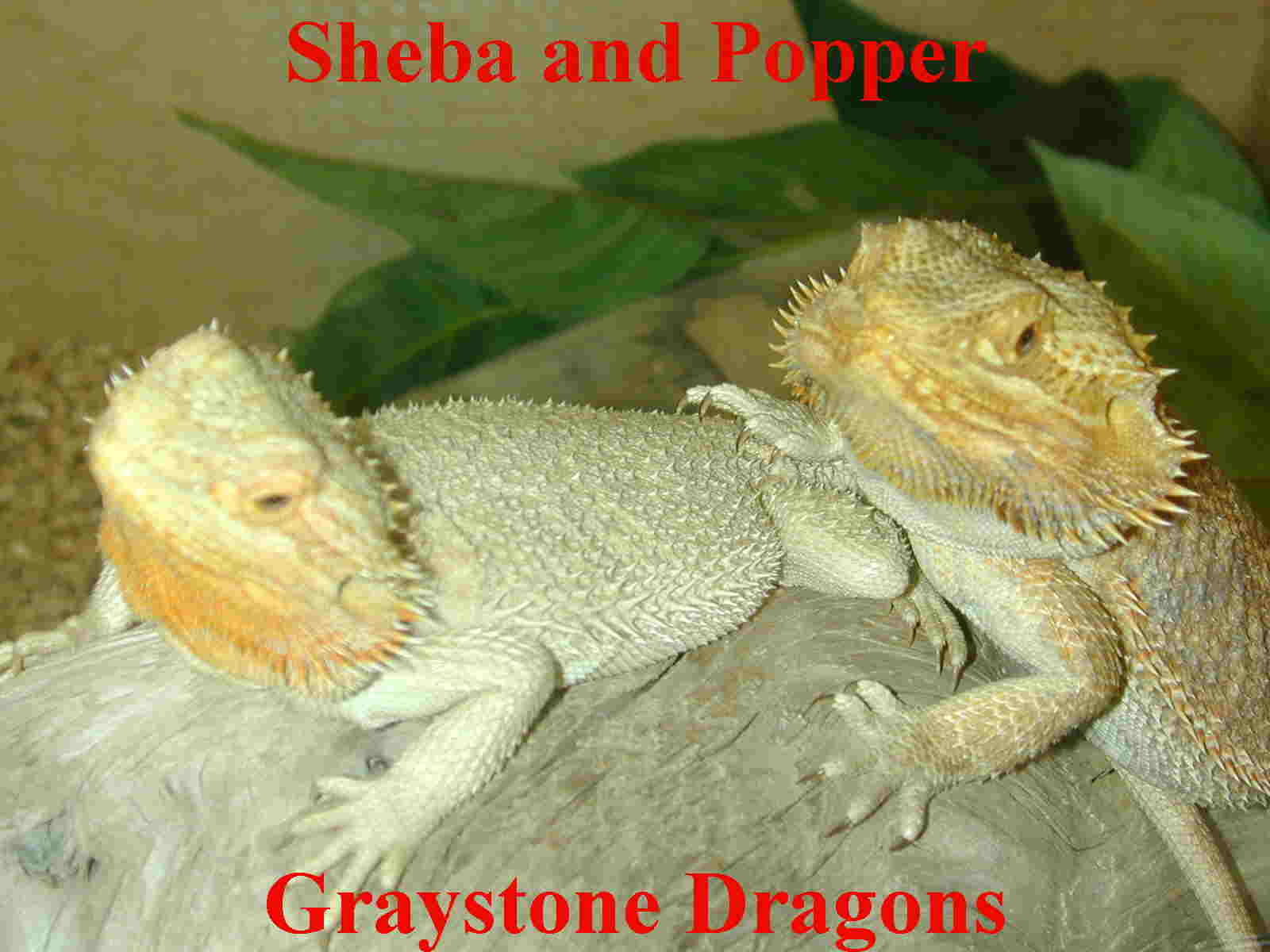 Graystone Dragon's
