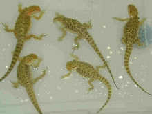 The Big Five