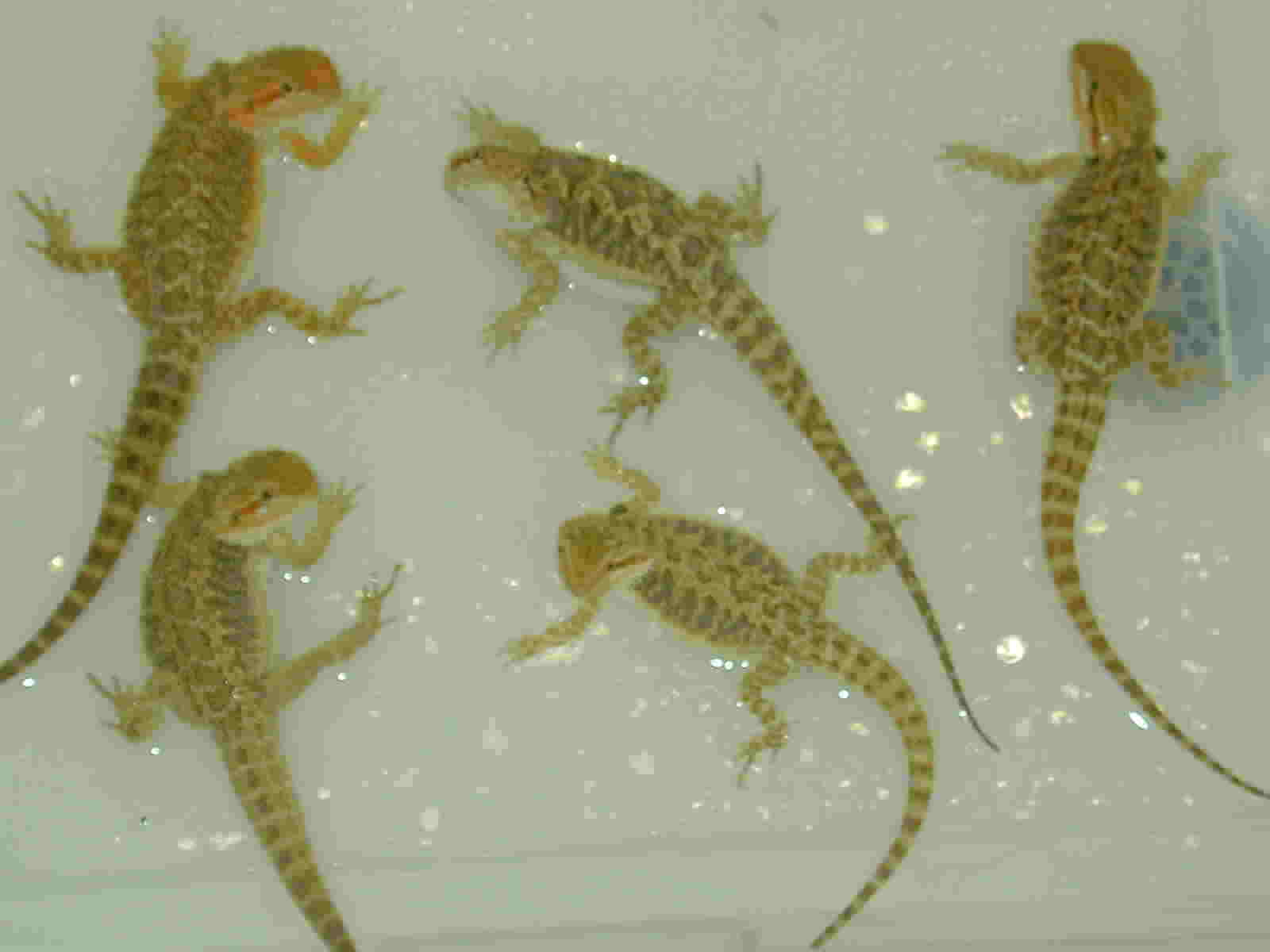 The Big Five