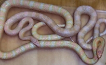 Pink Snows