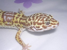 romeo