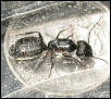 the mother of all carpenter ants?