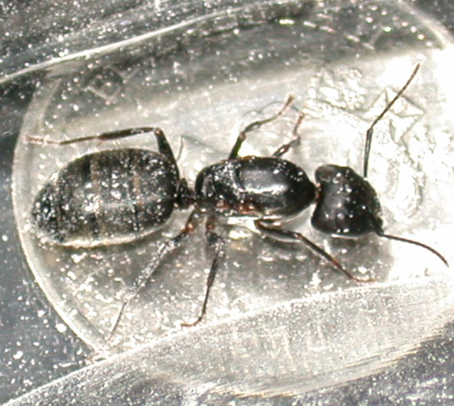 the mother of all carpenter ants?