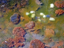 Amphibian Eggs