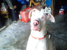 deafalbino dane