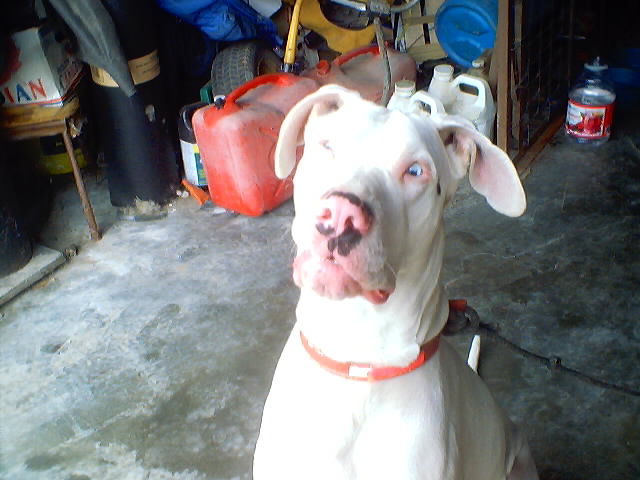 deafalbino dane
