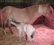 first meal