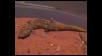 Diplodactylus ciliaris male