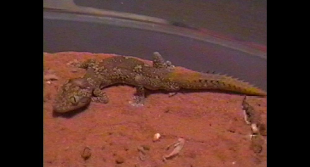 Diplodactylus ciliaris male