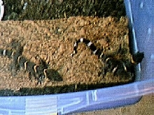 G. Luii breeders