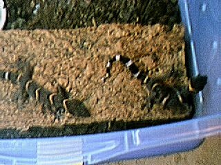 G. Luii breeders