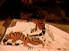 My tiger gecko breeders