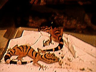 My tiger gecko breeders