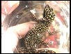 Oedura marmorata