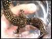 Oedura marmorata tail shot